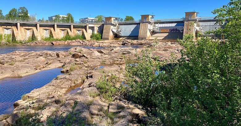 Merikosken patosillan uoma kuivana.