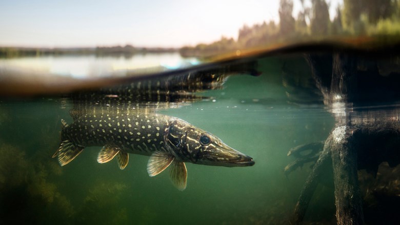 Hauki veden pinnan alla